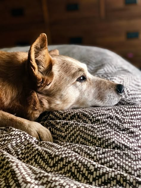 Dog Noses, Things Make Me Happy, Relaxed Dog, Dog Shots, Brown Dog, Pet Photography, My Buddy, Cabin In The Woods, Cozy Cabin