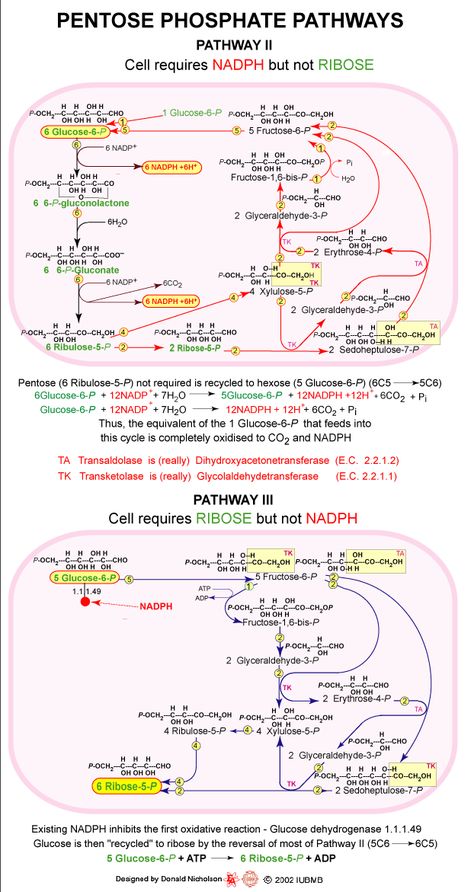 Pentose Phosphate Pathways - Pathway II Biochemistry Metabolism Pathways, Pentose Phosphate Pathway, Mcat Study Schedule, Microbiology Study, Biochemistry Notes, Biology Revision, Medicinal Chemistry, Mcat Study, Biology Classroom