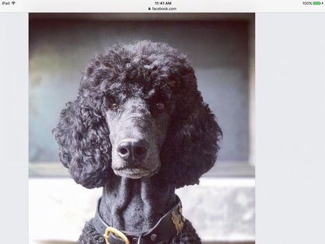 Standard Poodle Ear Styles, Black Standard Poodle Haircut Styles, Poodle Shaved Face, Feral Poodles Hair Sims 4, Poodle Haircut Styles, Standard Poodle Haircuts, Dog Fever, Black Poodle Dyed Hair, Poodle Haircut