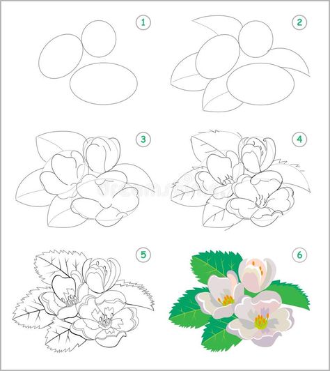 Page shows how to learn to draw step by step beautiful jasmine flowers. Developing children skills for drawing and coloring. Printable worksheet for kids stock illustration How To Draw Flowers, Easy Flower Drawings, Draw Step By Step, Draw Flowers, Flower Drawing Tutorials, Flower Drawings, Watercolor Flowers Tutorial, Floral Doodle, Flower Art Drawing