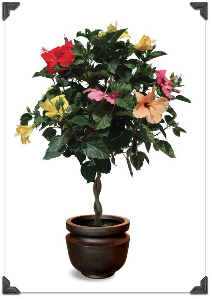 Tri-Colour Hibiscus Tree Plants In Vases, Hardy Hibiscus Plant, Garden River, Hibiscus Tree, Poolside Decor, Hardy Hibiscus, Hibiscus Plant, Tri Colour, Plant Projects