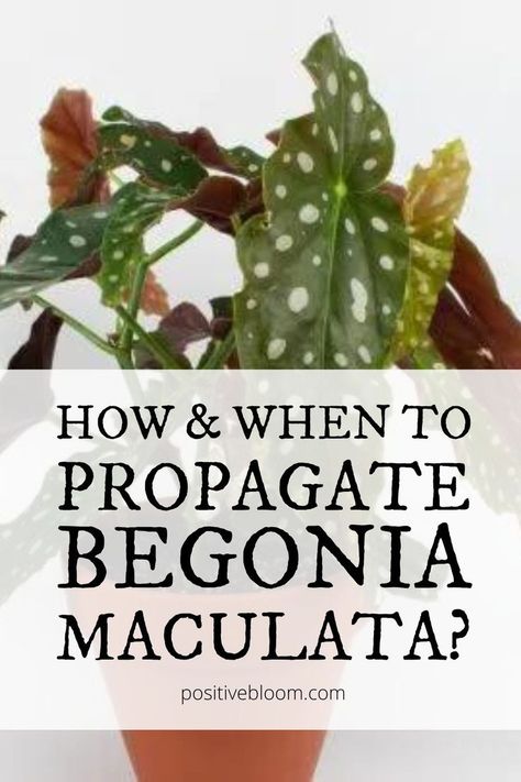 Find out how and when to propagate begonia maculata. Learn the benefits of propagation and how to care for this plant after propagating it. Propagate Begonia, Begonia Maculata, Thriving Garden, Gardening 101, Gardening Tips And Tricks, Propagating Plants, Gardening Tips, Tips And Tricks, Benefits