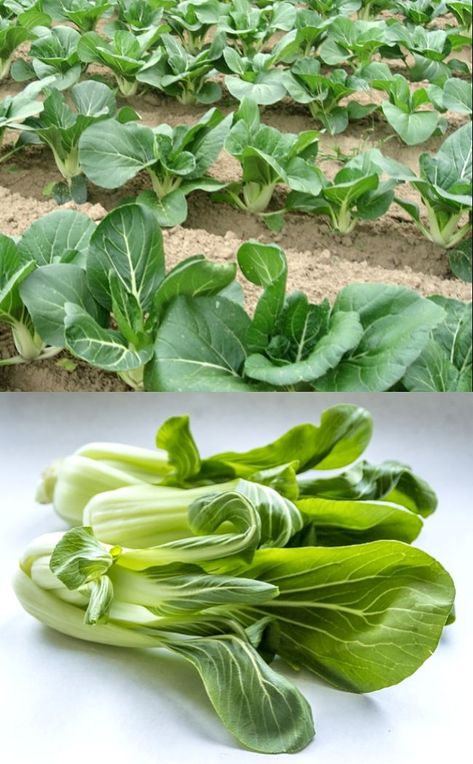 Growing Pak Choi, Pok Choi, Harvesting Seeds, Vegetable Planting Guide, Pak Choy, Plant Vegetables, Cold Frames, Garden Hacks, Pak Choi