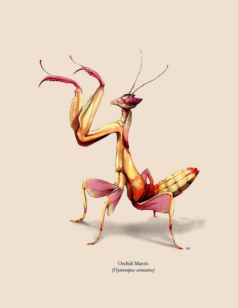 Orchid Mantis by Andrés Díaz Painted Luggage, Mantis Tattoo, Orchid Drawing, Orchid Mantis, Orchid Tattoo, Insect Tattoo, Praying Mantis, Insect Art, Scientific Illustration