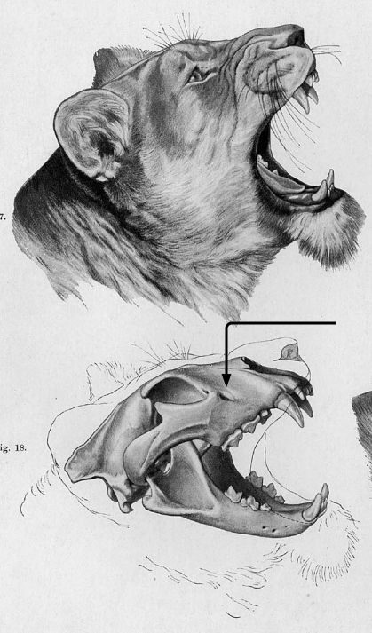 Lion Skeleton Drawing, Lion Skull Reference, Lion Skull Art, Lion Anatomy Drawing, Lion Skull Drawing, Animal Skulls Drawing, Lion Skeleton, Animal Skull Art, Lion Anatomy