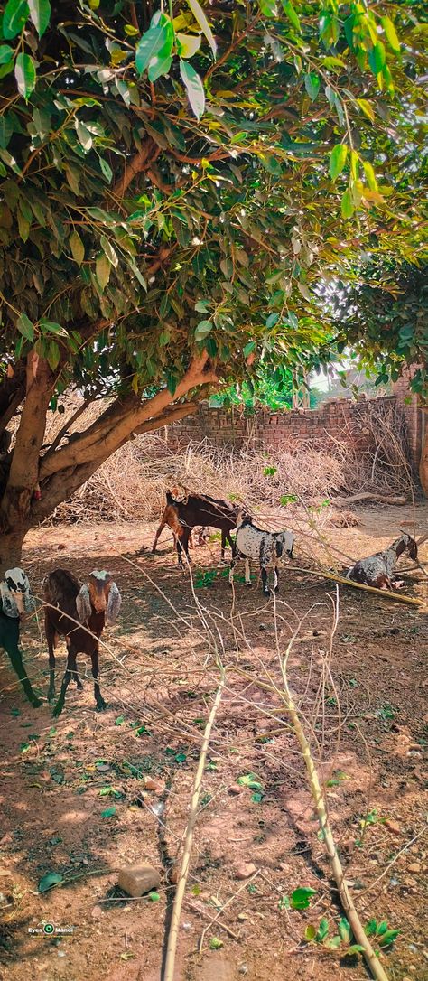 Eyes Of Mandi Bahauddin | EOM | Mandi Bahauddin | Salman Ahmed Shahzada Animals Photography, Animal Photography, Animals, Photography