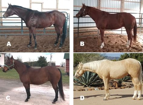 Chestnut Mare, Four Horses, Science Literacy, Animal Agriculture, American Quarter Horse, Michigan State University, The Judge, Arabian Horse, Quarter Horse