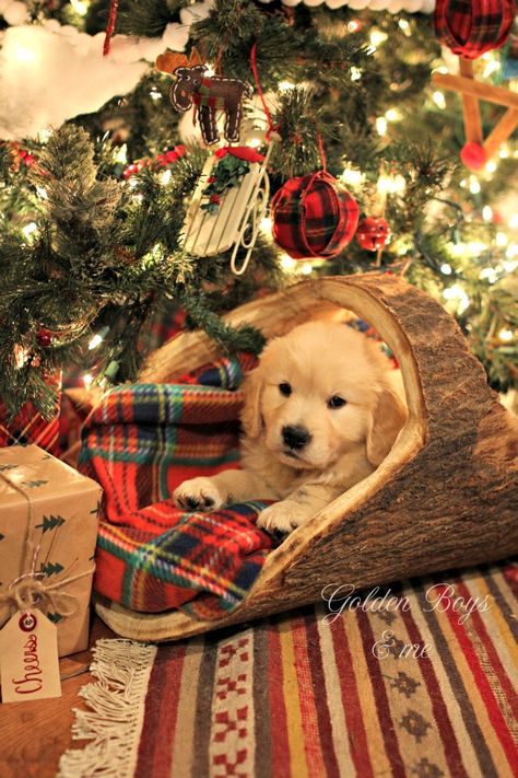 Golden Retriever puppy under Christmas tree in log basket with plaid blanket - www.goldenboysandme.com Log Basket, Christmas Dreaming, Under The Christmas Tree, Christmas Feeling, Christmas Puppy, Animale Rare, Plaid Blanket, Corn Dogs, Golden Retriever Puppy