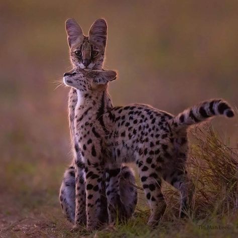 Dramatic Animals, Nature Accessories, Animals In Love, Serval Cats, Cat Pose, Tin Man, Pretty Animals, Animal Photos, Silly Animals