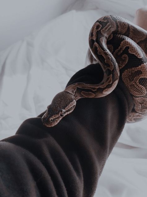 Snake Asethic, Herpetology Aesthetic, Pet Snake Aesthetic, Ball Python Aesthetic, Aesthetic Snakes, Python Aesthetic, Snakes Aesthetic, Snake Pets, Isabella Valencia