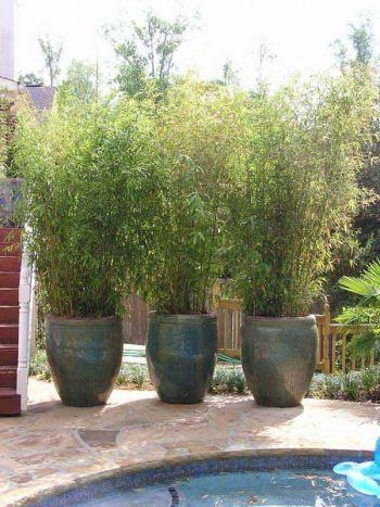 Backyard Privacy Screen, Small Outdoor Patios, Screen Plants, Privacy Plants, Patio Privacy, Privacy Landscaping, Apartment Plants, Backyard Privacy, Outdoor Privacy