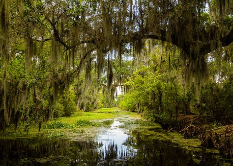 Untitled by theqspeaks, via Flickr Louisiana Swamp, Louisiana Bayou, Louisiana History, Louisiana Travel, Lake Pontchartrain, History Lessons, Abandoned Places, Louisiana, Places To See