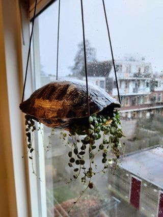 I found a turtle shell visiting Texas, took it home and turned it into a planter:D Had to put in 'string of turtles' of course! Hope they hold up well! : houseplants Turtle Shell Art Craft Ideas, Turtle Shell Display, Turtle Shell Craft, Turtle Shell Decor, Turtle Shell Art, Turtle Room, Turtle Homes, Kitchen Ideas For Small Spaces, Shell Planter