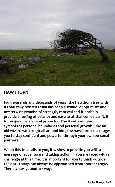 Hawthorn tree no wonder I love it so much! More Hawthorn Tree Meaning, Celtic Tree Astrology, Tree Meanings, Kingdom Plantae, Hawthorn Tree, Magickal Herbs, Tree Identification, Green Witchcraft, Art Concepts