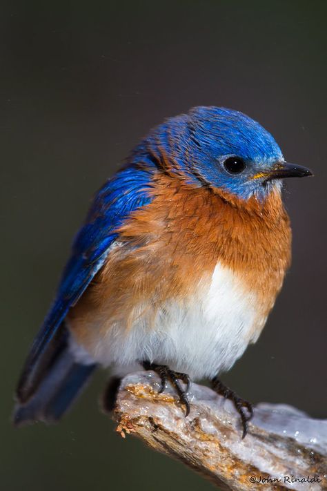 Bluebird :) Eastern Bluebird, Orange Bird, Backyard Birds, Bird Pictures, Exotic Birds, Pretty Birds, Bird Photo, Colorful Birds, Cute Birds