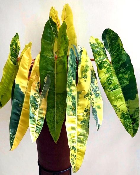 Philodendron Billietiae Variegated, Philodendron Billietiae, Plantas Interior, Variegated Philodendron, Dream Plants, Plant Wishlist, Plant Outdoor, Philodendron Plant, Airbnb Promotion