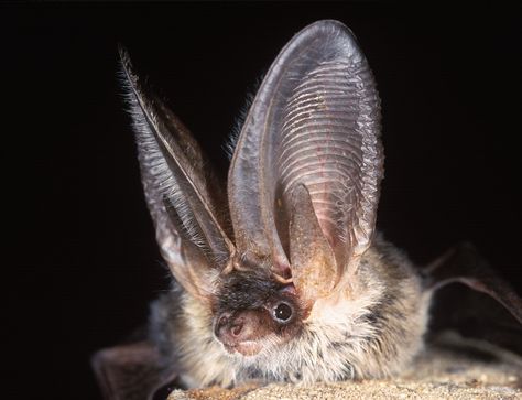 Regard Animal, Bat Species, Bat Flying, British Wildlife, Cute Bat, Creatures Of The Night, Endangered Species, Animal Photography, Animals Wild