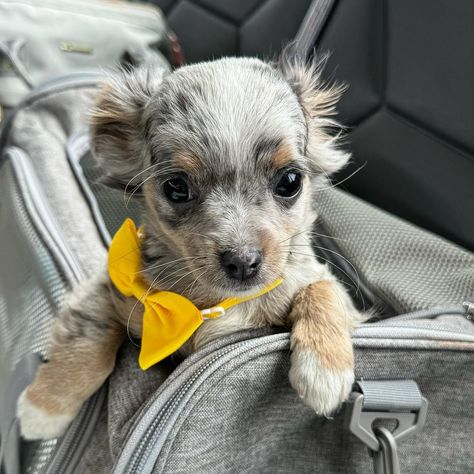 Meet “Dusty” - Our male, lilac merle, long haired chihuahua puppy. He is currently 13 weeks old and is available for sale/adoption. 🏠🐶❤️ If you’re interested in purchasing/adopting “Dusty,” please visit our website at: PetitePups.com for more info, or email us at: hello@petitepups.com 🐾🐾🐾🐾🐾 🐾🐾🐾🐾🐾 #Puppy #Merle #Chihuahua #Puppies #LongHairedChihuahua #MerleChihuahua #TeacupPuppies #ChihuahuaPuppy #ChihuahuaPuppies #MerlePuppy #MerlePuppies #ChihuahuaBreeder #ChihuahuaOfTheDay #PuppyOfTheDa... Long Hair Chihuahua Puppies, Long Hair Chihuahua, Merle Chihuahua, Chihuahua Puppy, Long Haired Chihuahua, Animals Amazing, Blue Merle, Chihuahua Puppies, Dog Training