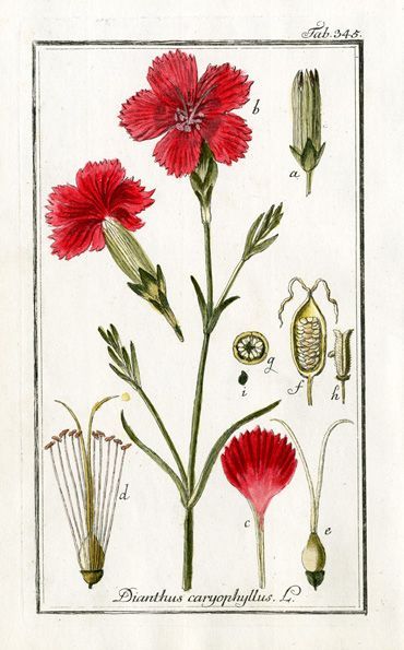 Botanical Illustration Carnation, Dianthus caryophyllus Dianthus Caryophyllus, Herb Prints, Antique Botanical Print, Illustration Botanique, Vintage Botanical Prints, Botanical Painting, Scientific Illustration, Botanical Beauty, Botanical Drawings