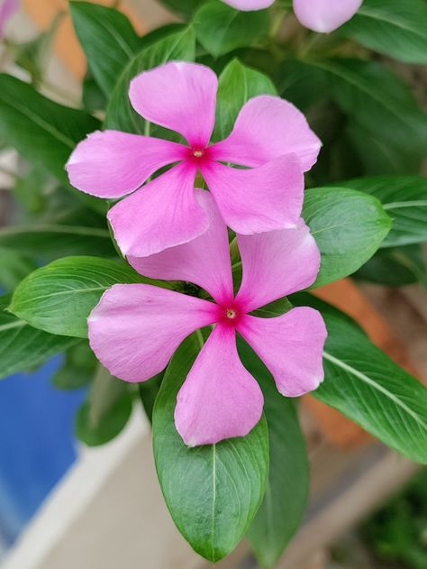 Periwinkle Tattoo, Periwinkle Flower, Periwinkle Flowers, Flower Photos, Flower Tattoos, Flower Tattoo, Mood Board, Paint, Tattoos