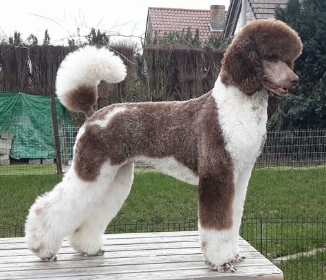 Masculine Poodle Haircut, Male Poodle Haircut, Standard Poodle Parti, Standard Poodle Haircut Styles, Big Poodle, Poodle Teddy Bear Cut, Standard Poodle Cuts, Standard Poodle Haircuts, Poodle Haircuts