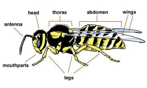 Learn English Vocabulary through Pictures : Farm/ Domestic Animals – ESL Buzz Insect Body Parts, Bee Anatomy, Insect Art Projects, Insects For Kids, Vocabulary In English, Geometry Formulas, Bee Quotes, Animal Body Parts, Animal Classification