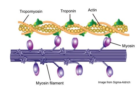 Sliding Filament Model of Muscle Contraction Sliding Filament Theory, Muscle System, Muscle Structure, A Level Biology, Exercise Physiology, Muscular System, Nursing School Studying, Muscle Anatomy, Medical School Studying