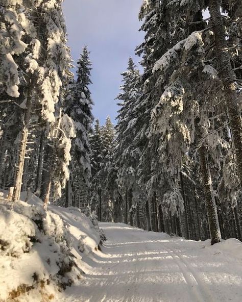 Austria In The Winter, Winter Countryside Aesthetic, Forest Winter Aesthetic, January Core Aesthetic, Winter In Europe Aesthetic, January 2023 Aesthetic, Austria Aesthetic Winter, Green Winter Aesthetic, Snow Forest Aesthetic