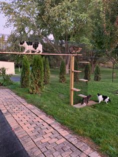 Catio Ideas Cat, Outside Cat Enclosure, Catio Plans, Outdoor Cat Tunnel, Catio Ideas, Diy Cat Enclosure, Cat Habitat, Ideas For Cats, Cat Fence