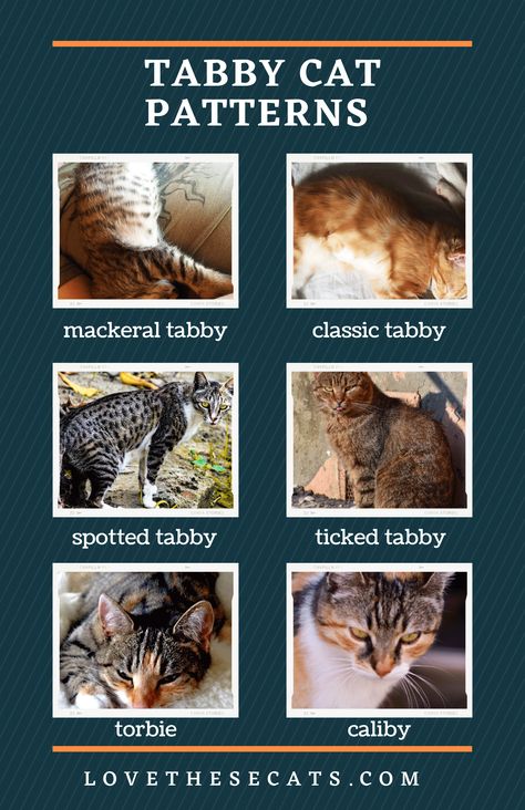 Tabby Cat Patterns, Tabby Patterns, Gray Tabby Cat, Gray Tabby, Cat Patterns, Tabby Cats, Tabby Kitten, Coat Patterns, Cat Pattern