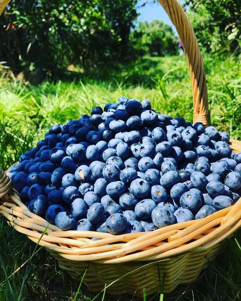 Blueberry Astetic, Lainey Aesthetic, Aesthetic Blueberries, Blueberry Character, Basket Of Blueberries, Blueberries Aesthetic, Blueberry Basket, Blueberry Aesthetic, Cottagecore Baking