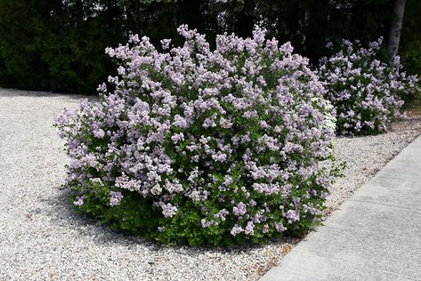 Click to view a full-size photo of Dwarf Korean Lilac (Syringa meyeri 'Palibin') at The Growing Place Korean Lilac, Lilac Syringa, Shrubs For Landscaping, Lilac Bush, Low Maintenance Shrubs, Nursery Garden, Lilac Bushes, Patio Garden Design, Garden Shrubs