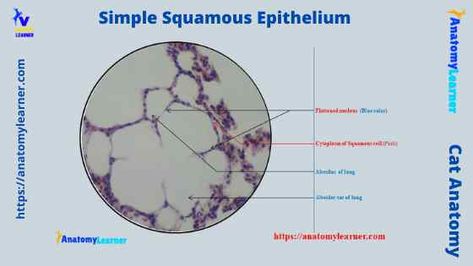 Simple Squamous Epithelium under a Microscope with a Labeled Diagram » AnatomyLearner >> The Place to Learn Veterinary Anatomy Online Simple Squamous Epithelium, Squamous Epithelium, Serous Membrane, Stratified Squamous Epithelium, Veterinary Anatomy, Loose Connective Tissue, Loop Of Henle, Histology Slides, Basement Membrane