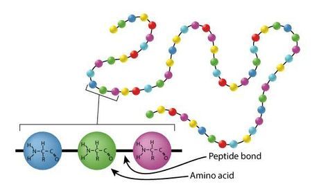 Peptide Bond, Mcat Prep, Energy Activities, Teaching Biology, Chemical Reactions, Organic Chemistry, Microbiology, Amino Acids, Biology