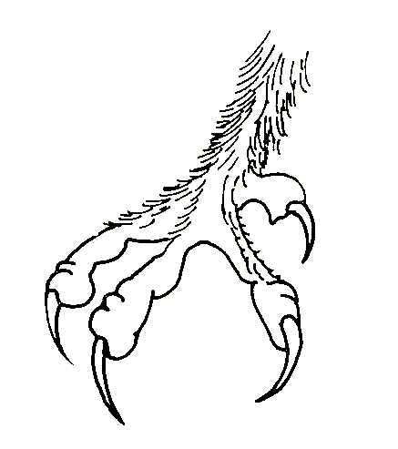 Bird Feet. Little Owl Talons Drawing, Owl Legs, Owl Talons, Drawing Owl, Biology Teaching, Feet Drawing, Dremel Carving, Owls Drawing, Dragon Drawing