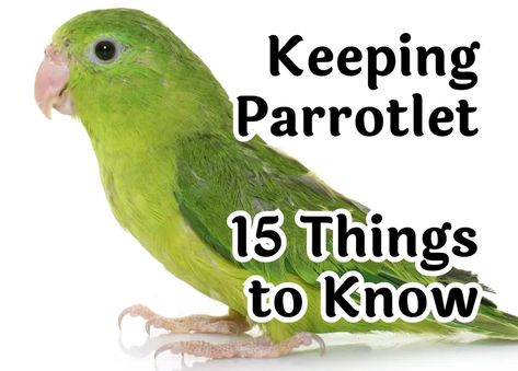 Parrotlet Birds, Pacific Parrotlet, Types Of Pet Birds, Bird Facts, Bird Brain, Easy Pets, Gardening Flowers, Tiny Bird, Smart Things