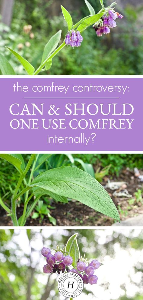 Comfrey Tea, Comfrey Plant, Medicinal Wild Plants, Herbal Academy, Herbal Apothecary, Healing Plants, Herbal Healing, Indoor Herb Garden, Herbs For Health