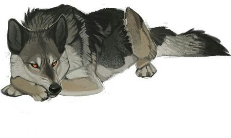 Wolf Laying Down, Wolf Poses, Anime Wolf Drawing, Canine Drawing, Wolf Drawing, Canine Art, Beautiful Wolves, Anime Wolf, Fantasy Creatures Art