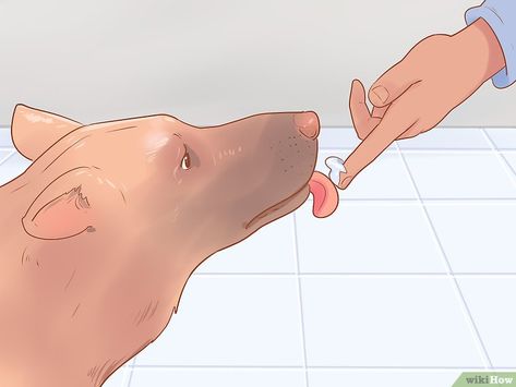 3 Ways to Keep Your Dog's Breath Fresh - wikiHow Pet Diy Dog Breath Freshener, How To Get Rid Of Bad Dog Breath, Dog Breath Remedy, Diy Fresh Breath Dog Treats, Dog Bad Breath Remedy, How To Freshen Dogs Breath, Dogs Bad Breath, Stinky Dog Breath, Dog Science