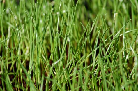 Learn the Difference Between Annual and Perennial Ryegrass, Winter Rye   There's more than one kind of rye; in fact, three different types of #grasses contain "rye" in their names. It's easy to be fooled, and part of the purpose of this article is to distinguish between the three types. Garding Ideas, Overseeding Lawn, Tall Fescue Grass, Best Grass Seed, Moss Lawn, Rye Grass, Fall Lawn, Types Of Grass, Lawn Care Tips