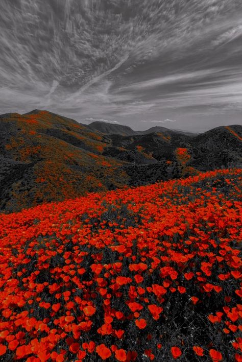 Reckless Aesthetic, Red Flower Field, Red Landscape, Red Grass, Rain Pictures, Red Nature, Portrait Background, Sunflower Pictures, Mountain Wallpaper