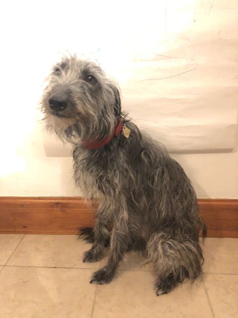 Bedlington whippet lurcher Bedlington Whippet, Lurcher Dog, Ichabod Crane, Scruffy Dogs, Miss My Dog, Pretty Dog, Irish Wolfhound, Pretty Dogs