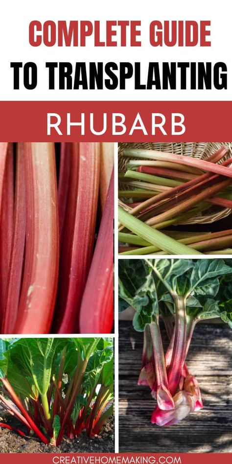 Discover the secrets to successful rhubarb transplanting with our comprehensive guide. Learn how to relocate and nurture this vibrant perennial for a bountiful harvest. Transplanting Rhubarb Plants, Cooking Rhubarb, Rhubarb Growing, How To Cook Rhubarb, Growing Rhubarb, Rhubarb Plants, Veggie Gardens, Rhubarb Desserts, Garden Fun