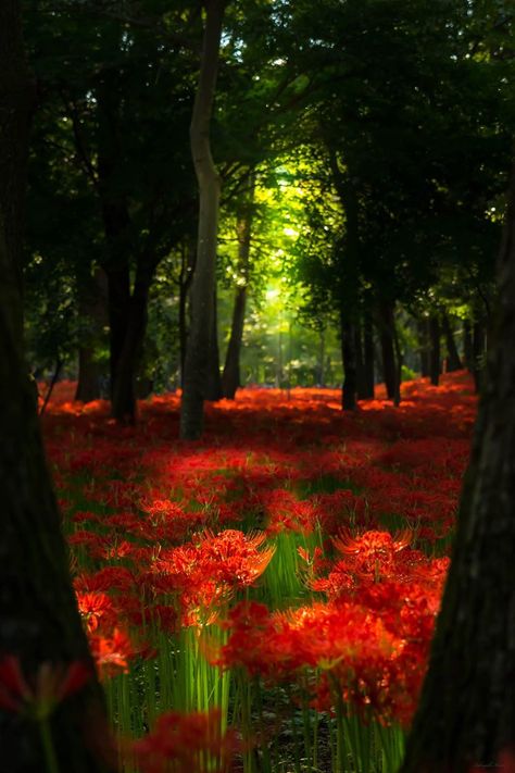 field of flowers Saitama Japan, Spider Lily, Red Magic, Awesome Nature, Saitama, Magical Places, A Wood, Pretty Places, Anime Kawaii