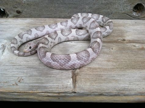 A Moonstone (Anery+Lavender) Cornsnake Colubrid Snakes, Cornsnake Morphs, Corn Snakes, Pet Snakes, Classroom Pets, Class Pet, Corn Snake, Cold Blooded, Snake Venom