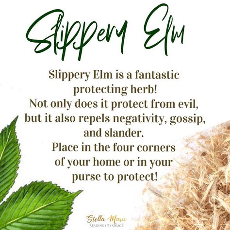 Slippery Elm Benefits, Herbal Salve Recipes, Magickal Herbs, Salve Recipes, Herbal Salves, Stella Maris, Libra Quotes, Slippery Elm, Magical Herbs