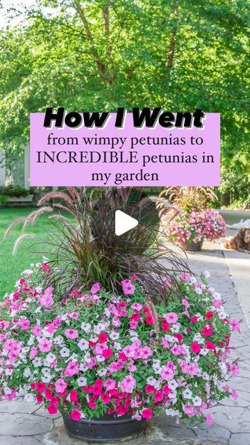 🌸 Mary Ann ~ Seasonal Home & Garden Tips. on Instagram: "5️⃣ Steps Here 👇🏻 . 🙌🏻 How I went from WIMPY petunias to INCREDIBLE petunias in my garden!  . 🌸 FIVE easy steps to help you grow showstopper petunias: . 1️⃣ Large Container: . 🌿 Use a large planter. Mine is approximately 26” in diameter. Which is a fantastic size for all these beautiful annuals. Check to make sure your container has drainage holes. . 2️⃣ Good Potting Soil: . 🌿 Fill your planter with FRESH potting soil. I love Miracle Gro!! I always moisten my soil before adding annuals. The soil will condense upon getting wet, so you will have to add additional potting soil to fill the pot back up. Moisten the soil to a cake batter consistency. . 4️⃣ Osmocote: . 🌸 Osmocote is a slow release fertilizer. It will feed your annu Growing Petunias, Petunia Planter, Proven Winners Plants, Petunia Flower, Miracle Grow, Grow Gorgeous, Planting Pot, Plant Pests, Full Sun Plants