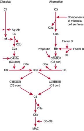 complement system Mlt Notes, Cranial Nerves Anatomy, Complement System, Laboratory Medicine, Med Lab, Lab Science, Clinical Chemistry, Study Stuff, Medical Laboratory Science