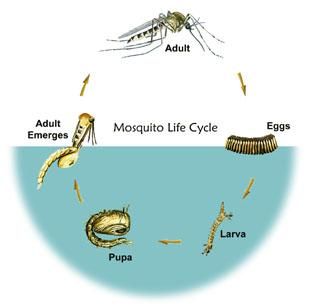 Illustration of the Mosquito Life Cycle Mosquito Life Cycle, Female Mosquito, Mosquito Larvae, Mosquito Control, Science Activities For Kids, Mosquito Bite, Insect Repellent, Science Lessons, Life Cycle