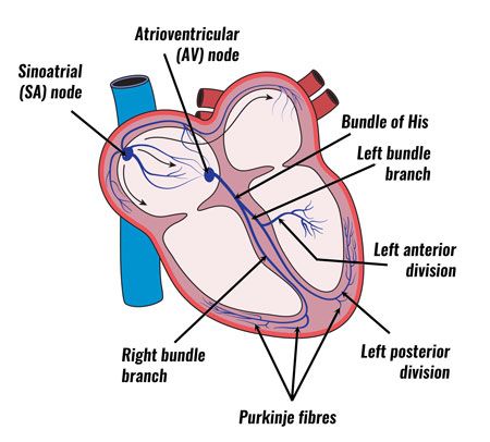 Heart Conduction, Cardiac Conduction System, Emt Study, Heart Diagram, Medical Student Study, Pharmacology Nursing, Nursing School Survival, Medical School Essentials, School Survival